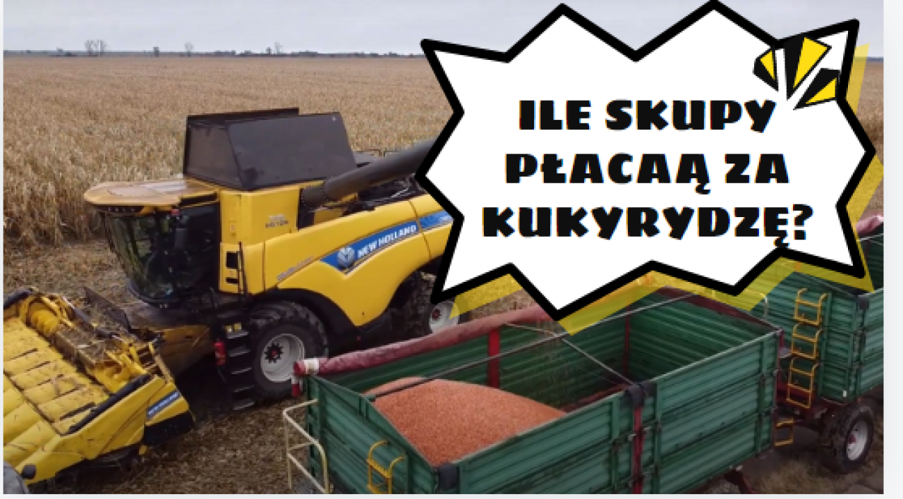 Kukurydza z wilgotnością nawet 20%. Jakie są ceny mokrego ziarna w skupach na południu Polski?