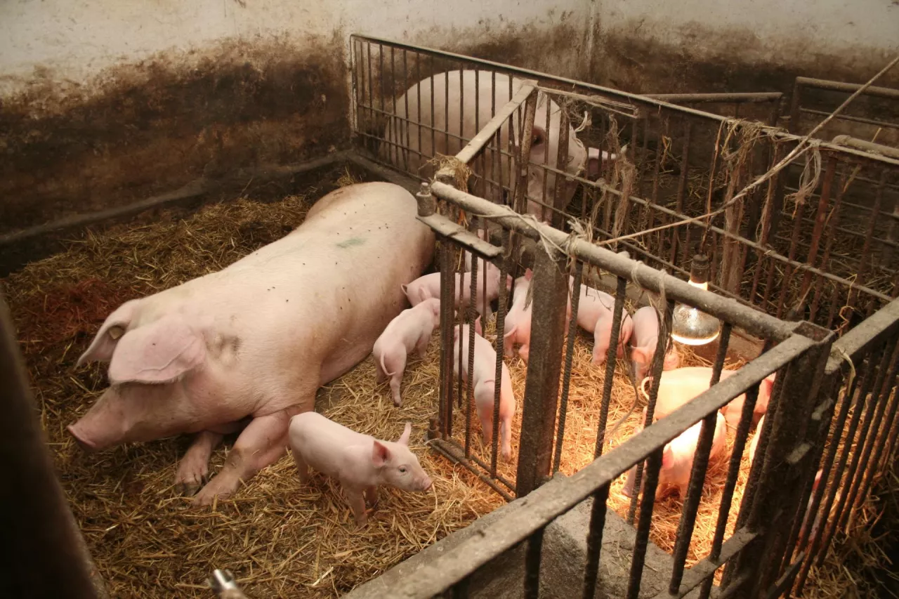 Aby skutecznie zmniejszyć ryzyko oporności na środki przeciwdrobnoustrojowe, trzeba ograniczyć stosowanie antybiotyków, a najlepszym na to sposobem jest zapobieganie zakażeniom i takie utrzymywanie zwierząt, żeby jak najmniej chorowały