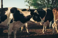 Produkcja mleka w Niemczech maleje w tempie przewyższającym średnią UE.