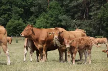 Jakie są aktualne ceny bydła w Polsce?