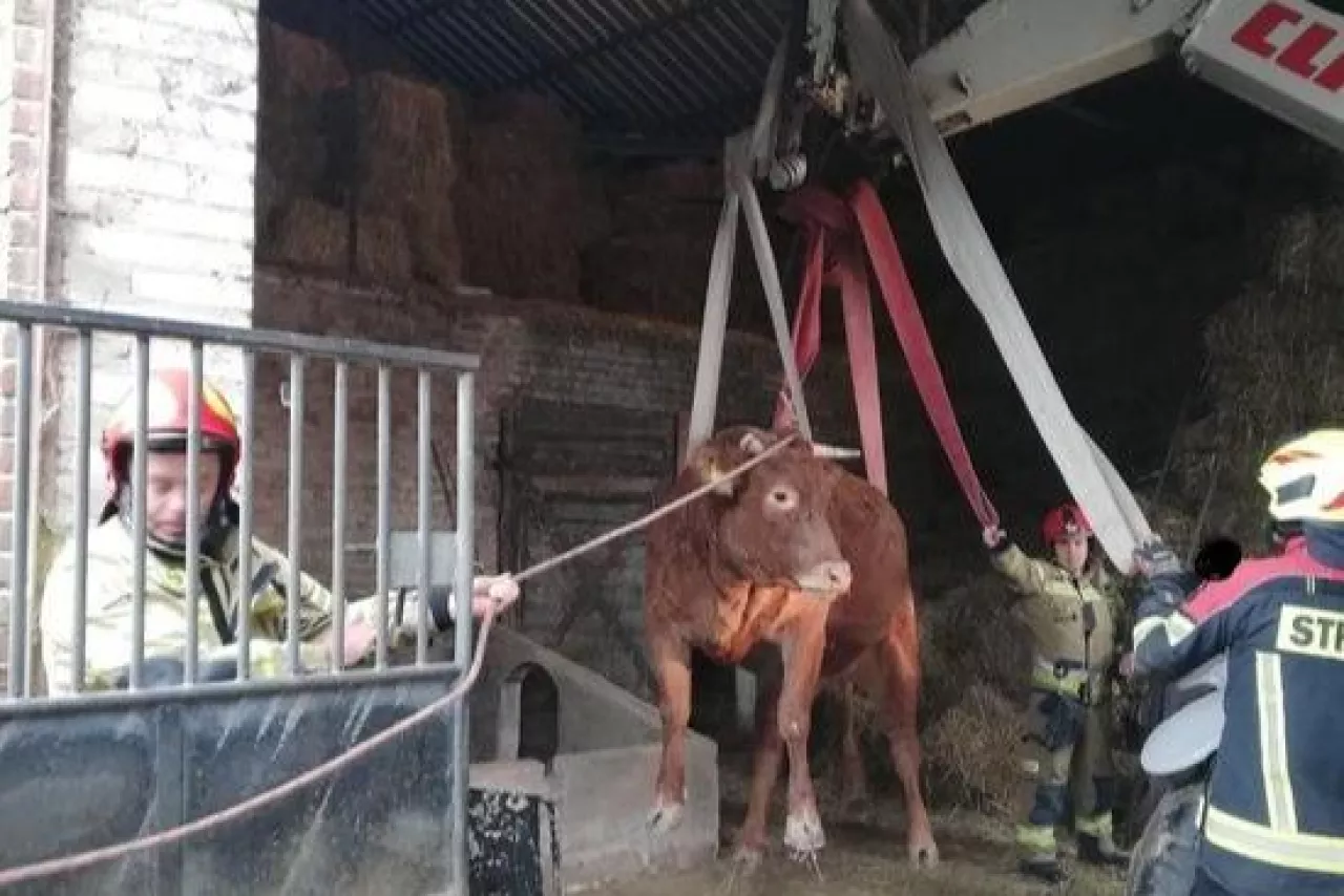 Krowa cała i zdrowa została przekazana gospodarzowi.