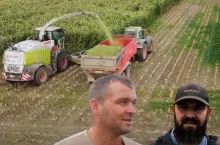 Kiszonka z sorgo dla krów. ”Robi ogromną masę”