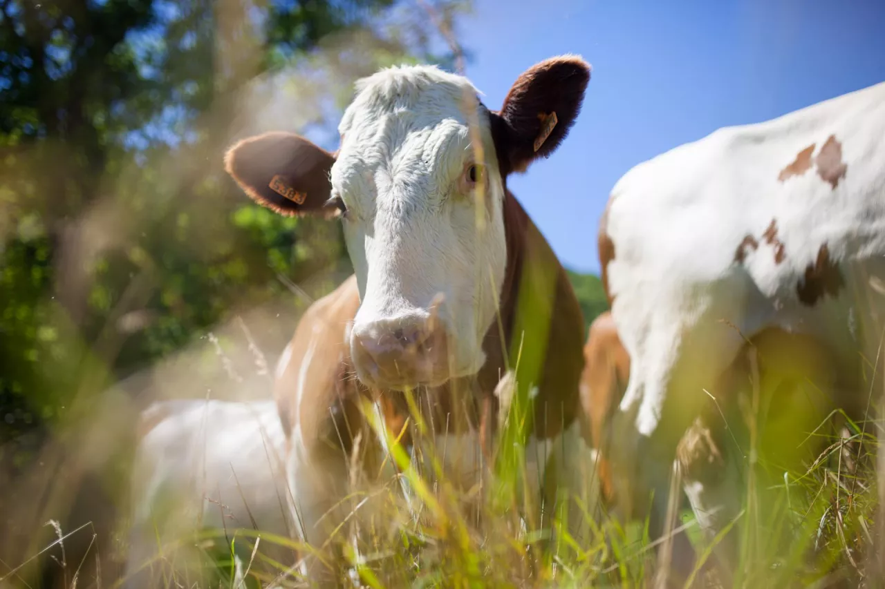 Nowozelandzki monopolista, czyli Fonterra prognozuje rekordowe wypłaty dla rolników za dostarczony surowiec.