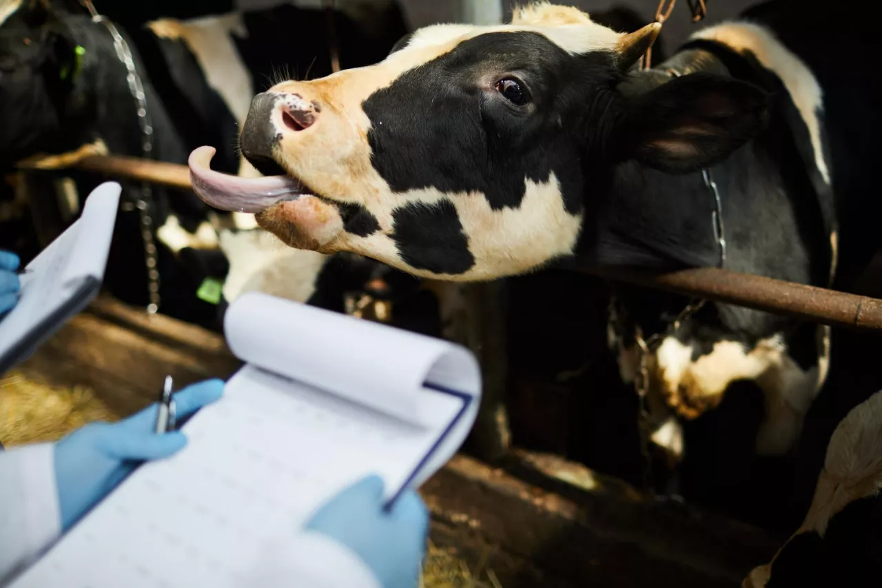 Choroba niebieskiego języka: 41 tys. gospodarstw z ograniczeniami. Sprzedaż bydła utrudniona