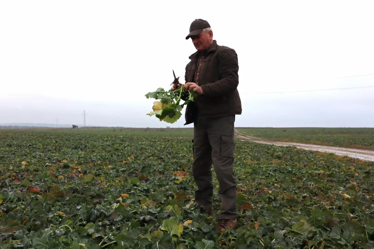 Antoni Strzelecki na plantacji rzepaku 