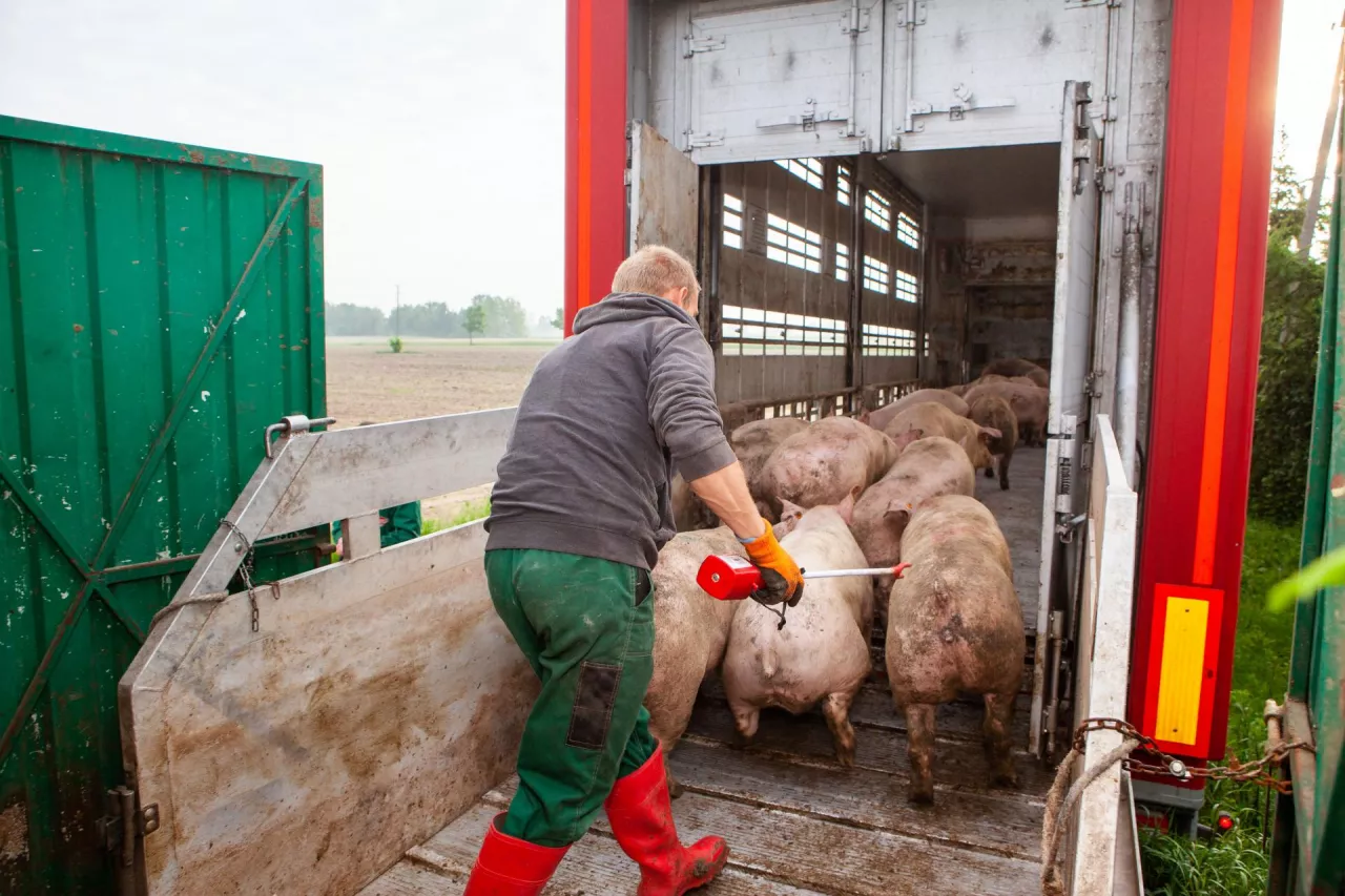 Jakie są aktualne ceny świń w Polsce?