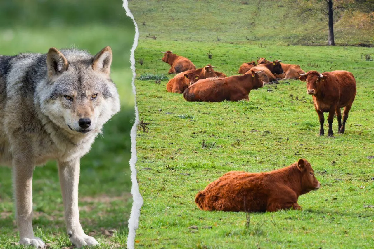 Rolnicy żądają ochrony stad przed wilkami, a nie lekceważenia