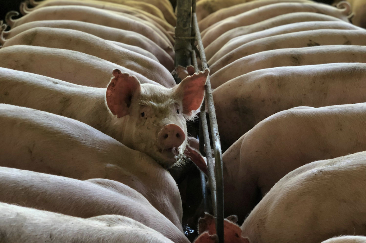 Spis świń powinien być sporządzany co najmniej raz na sześć miesięcy, jednak nie później niż w dniu 30 czerwca oraz w dniu 31 grudnia danego roku