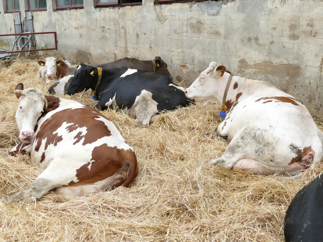 Czy faktycznie korekcja racic pod koniec ciąży jest czynnikiem ryzyka poronienia u krów mlecznych? Odpowiedzi na to pytanie szukali duńscy naukowcy.