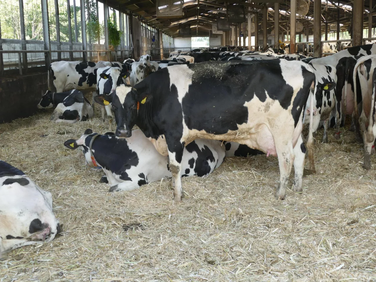 Brakowanie znacznie zwiększa koszty produkcji mleka, gdyż remont stada stanowi od 15 do 20% kosztów ogólnych ponoszonych na produkcję mleka