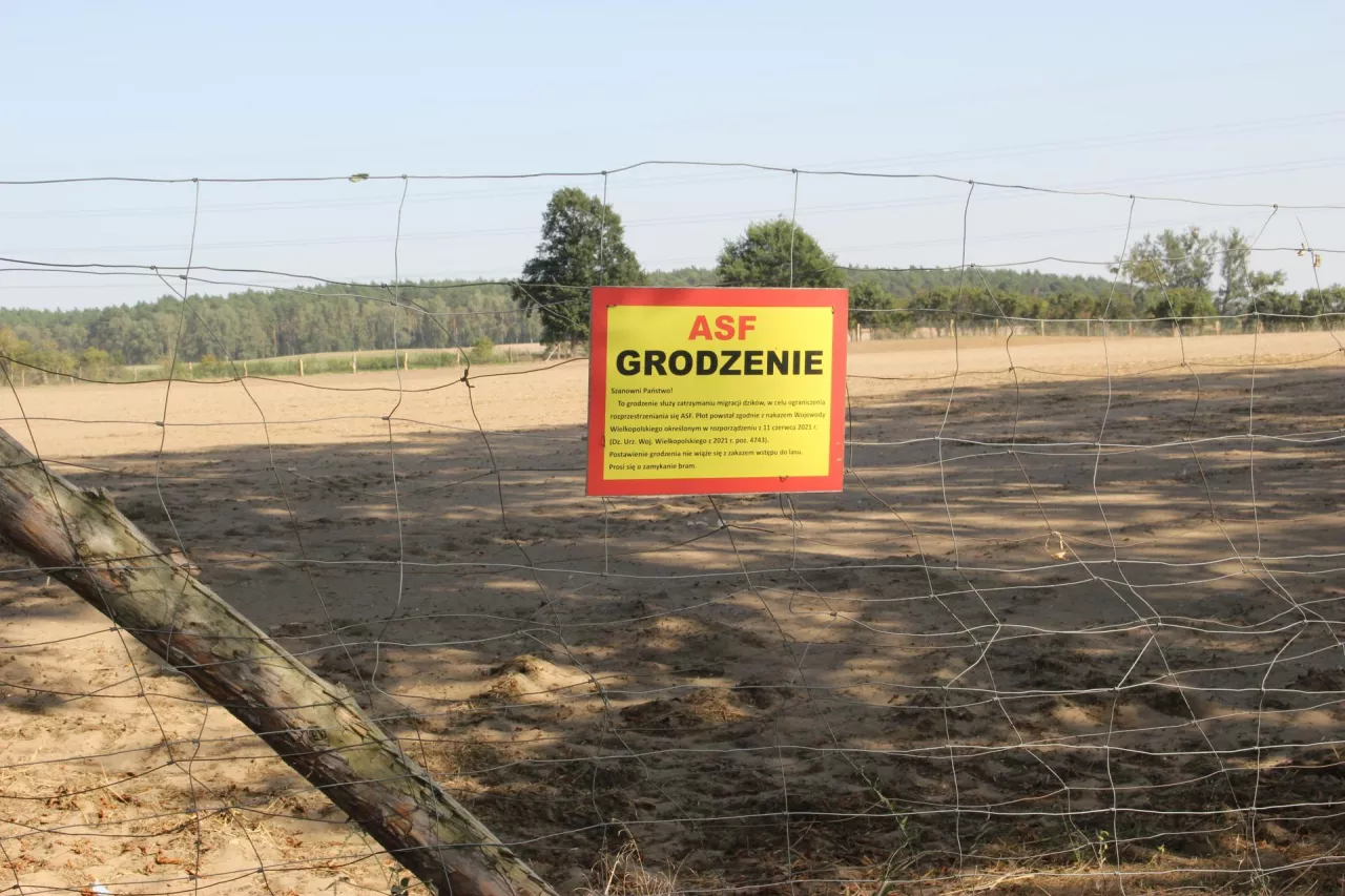 Chociaż grodzenie ogranicza rozprzestrzenianie się wirusa ASF na obszarach zagrożonych, to jednak nie chroni przed przenoszeniem na duże odległości i punktowymi ogniskami