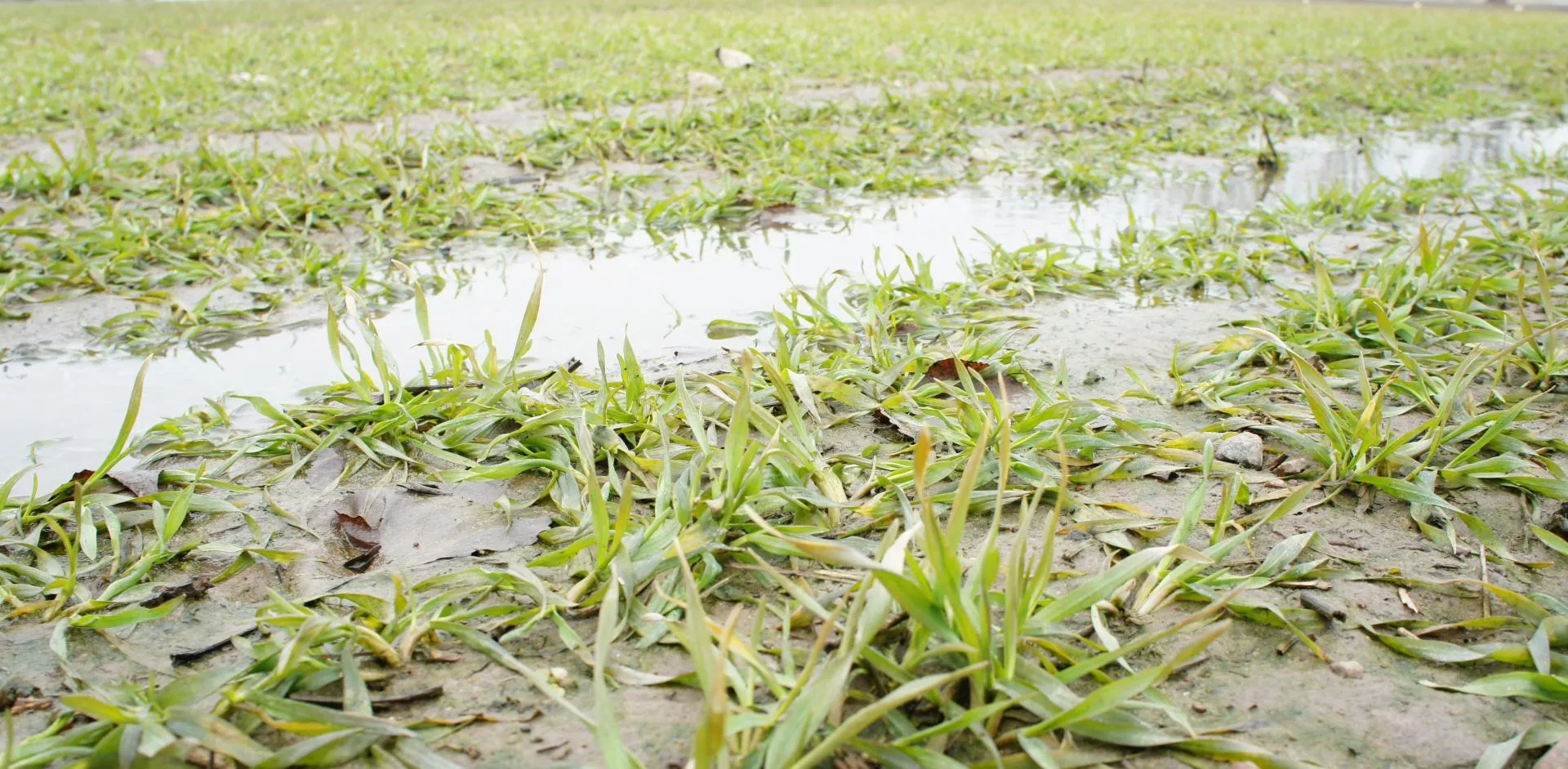 Zima 2025 rekordowo ciepła? Prognoza IMGW na styczeń-kwiecień