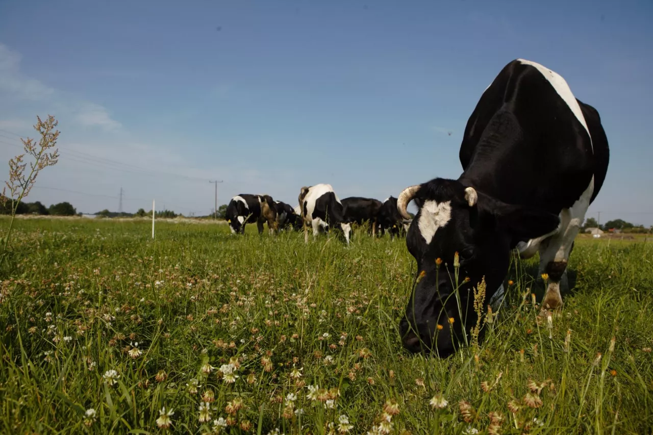 Cios w rolników ekologicznych. UE nalega na obowiązkowy wypas