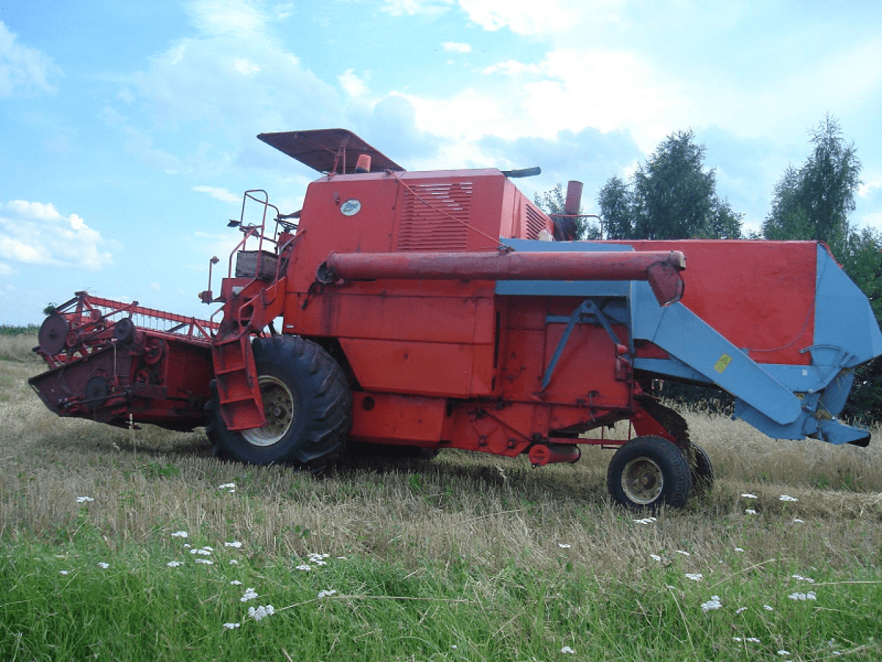 Polski Bizon na polach to nie jest wcale rzadki widok.