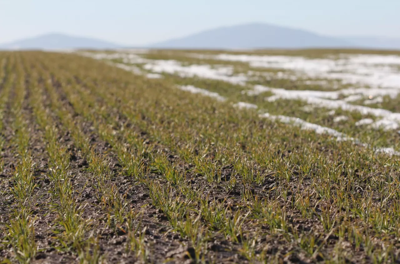 Jaka temperatura i opady na wiosnę? Prognoza pogody IMGW do maja 2025