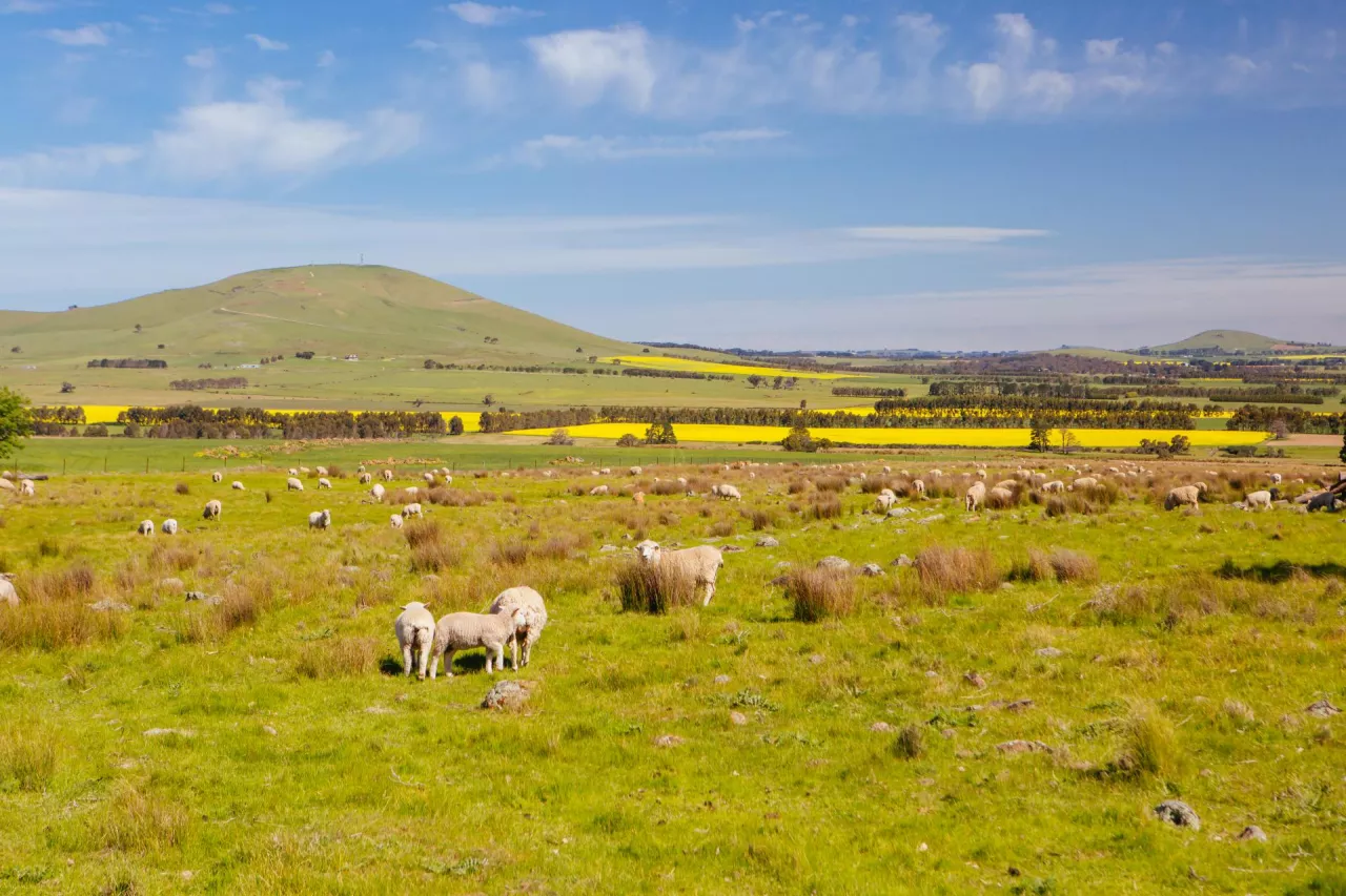 Canola fields shine alongside paddock of sheep on a clear sunny day near Smeaton in the Victorian goldfields, Australia