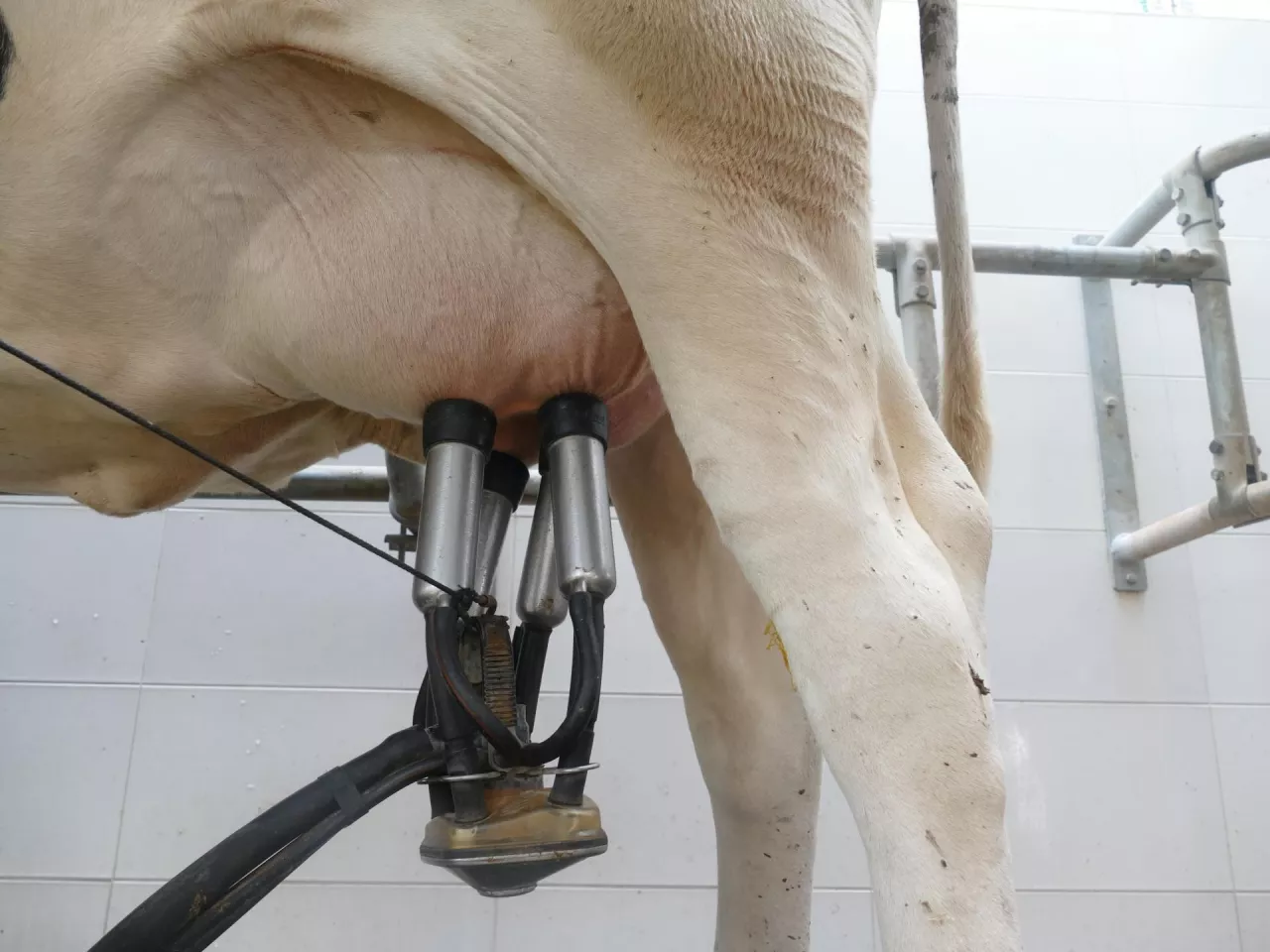 Obecność krwi w mleku nie zawsze oznacza mastitis. Najważniejsze w takiej sytuacji jest by wykluczyć chorobę