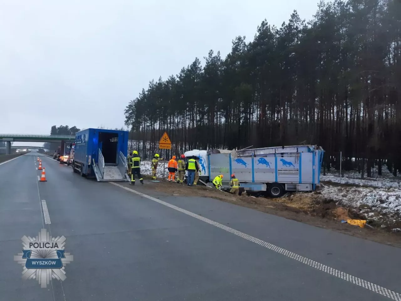 Kilkanaście sztuk bydła, po wypadku rozbiegło się po okolicy.