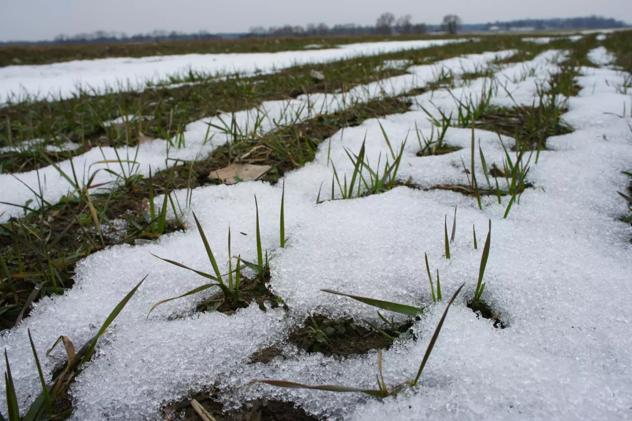 Dokładną informację o zawartości azotu mineralnego da badanie, ale pamiętajmy o ważenej zależności - im wyższe opady śniegu tym mniej na wiosnę azotu z mineralizacji