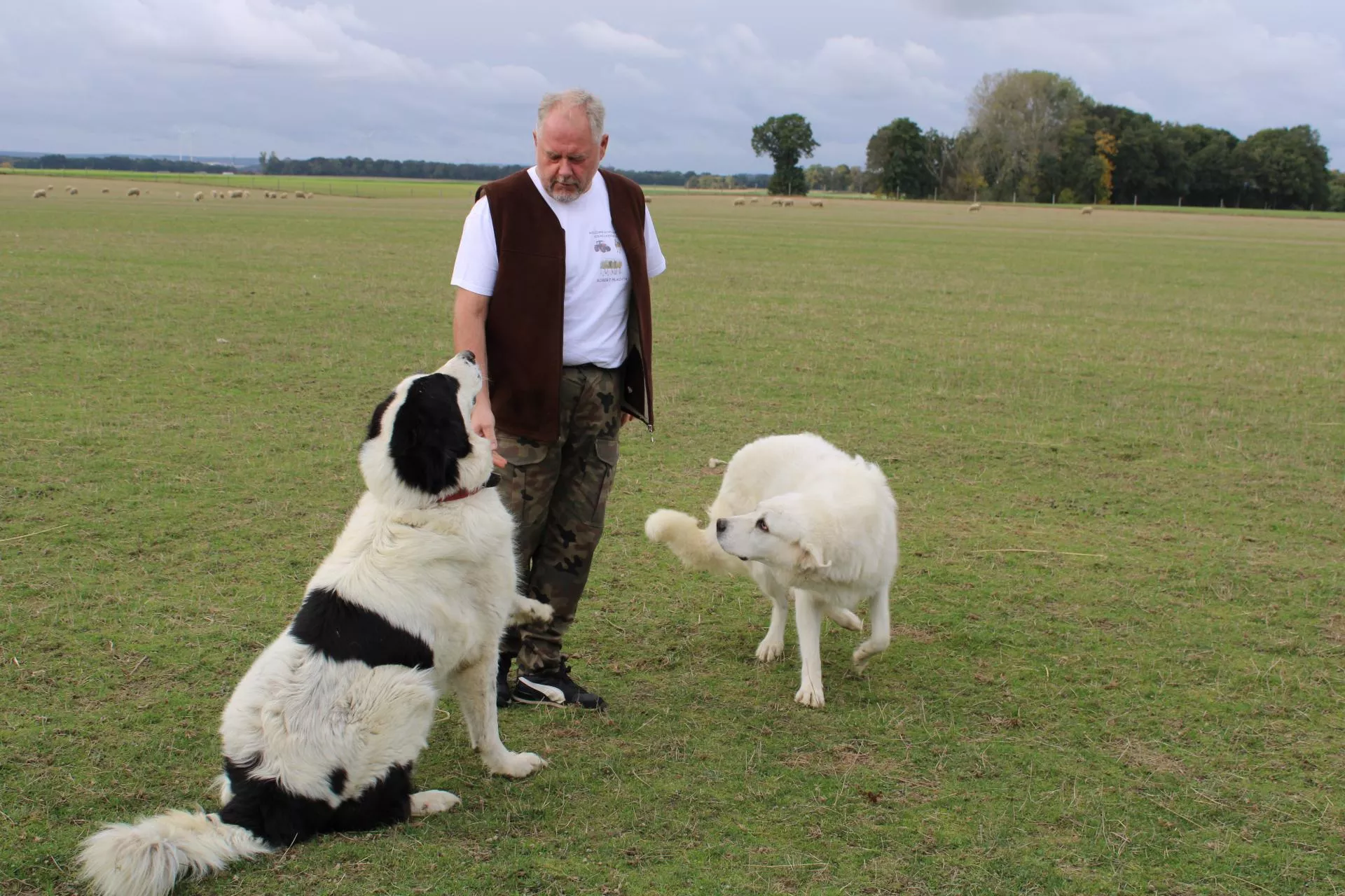 Rolnik znalazł sposób na odstraszanie wilków. "Lepszy od dubeltówki"