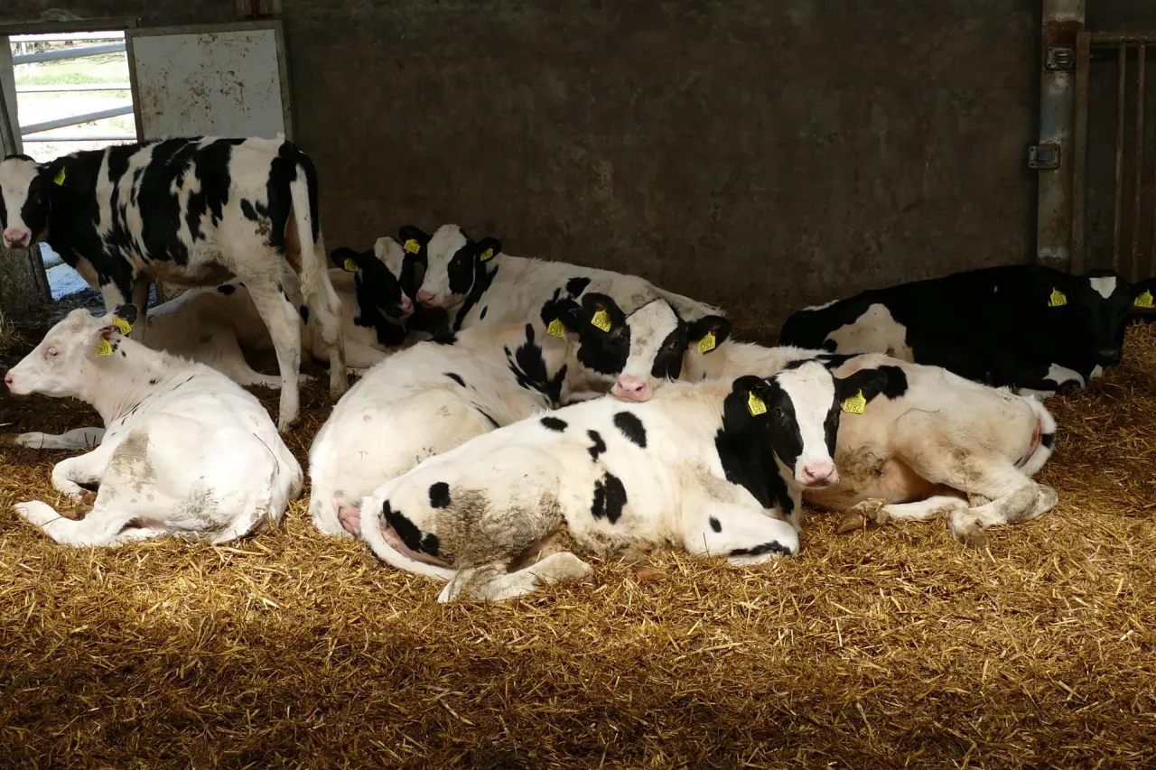 Stres, kulawizny, nieprawidłowa kondycja ciała, zepsuta pasza lub niedobór składników odżywczych skutkują u jałówek cichymi rujami, poronieniami lub cystami