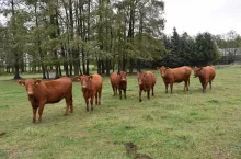 Byki i krowy wciąż drożeją. Jakie są aktualne ceny bydła w Polsce?