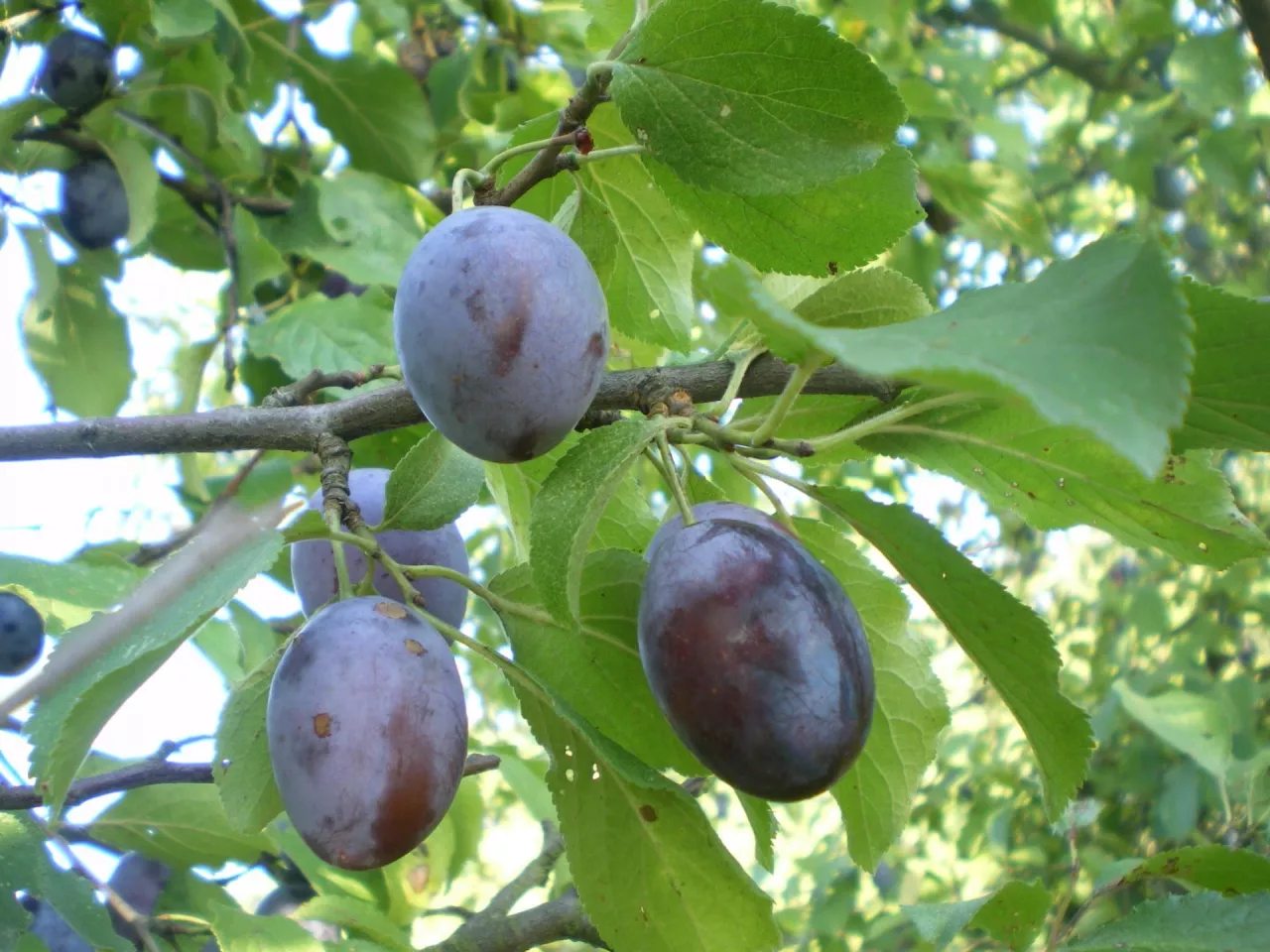 Najgroźniejszą chorobą śliw jest ospowatość zwana szarką, a najbardziej podatne są na nią odmiany z grupy węgierek