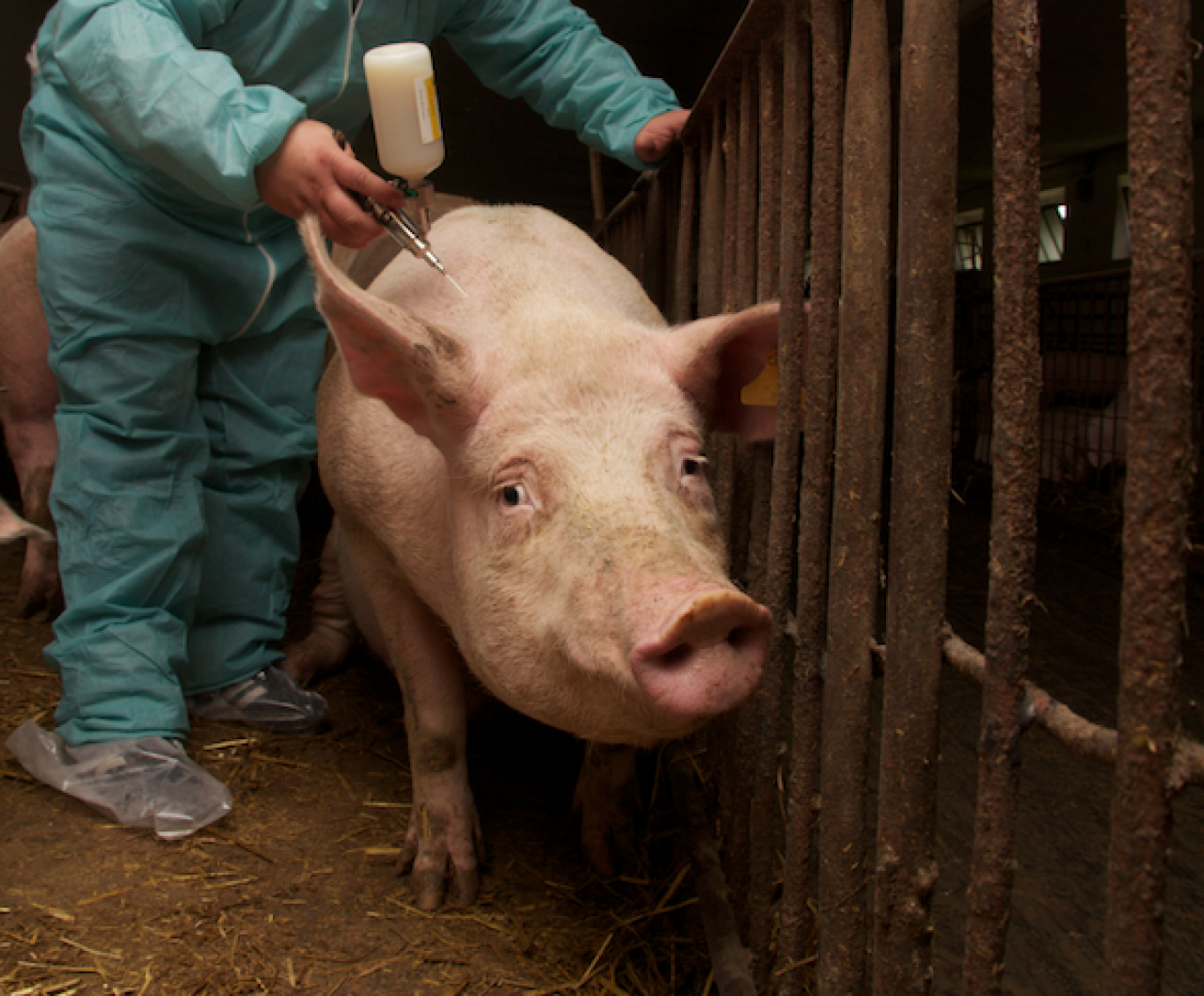 Przy szczepieniu loch przeciwko cirkowirusowi trzeba pamiętać, że przeciwciała matczyne mogą wpływać na skuteczność szczepień prosiąt