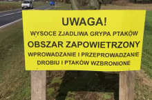 GIGANTYCZNE ognisko grypy ptaków w Polsce. 1,2 miliona kur do wybicia!