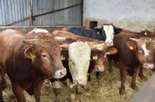 Jeśli rolnik nie określi przeznaczenia bydła do opasu do 14 marca lub nie złoży oświadczenia, zostanie wezwany na piśmie do zrobienia tego w terminie 7 dni od doręczenia wezwania. Jeśli nie uzupełni braków, nie otrzyma płatności dobrostanowej na te sztuki