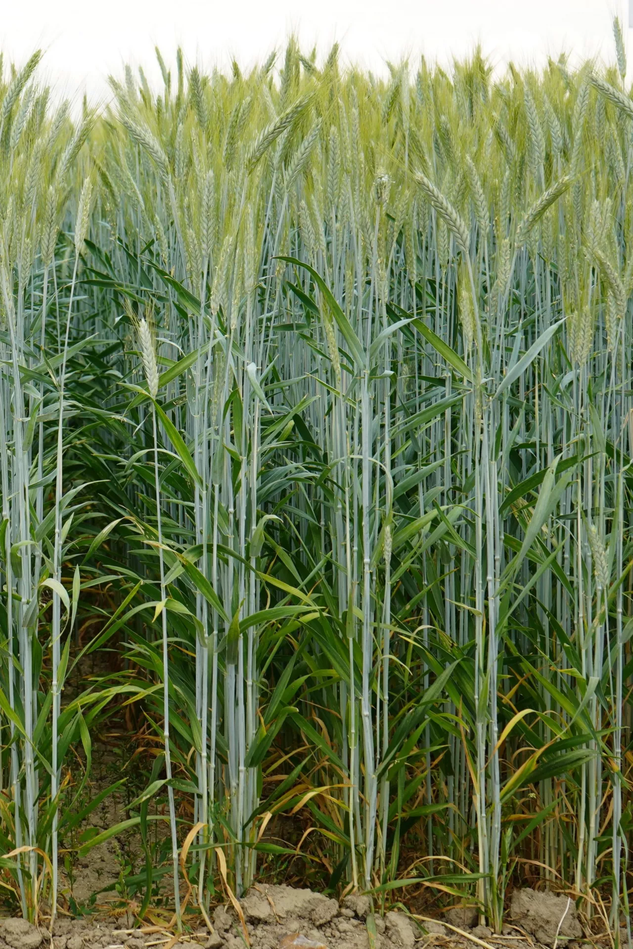 Odmiany pszenżyta jarego różnią się potencjałem plonowania, a także wysokością roślin (różnica 15 cm). Jedną z najniższych jest Gucio (88 cm), a najwyższymi Dyzma (103 cm) oraz Frigus, Nokturn, Odys i Toristo (102 cm).