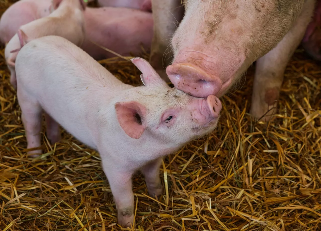 Wśród 20 powiatów o największym pogłowiu trzody chlewnej, blisko połowę stanowią regiony z województwa wielkopolskiego.