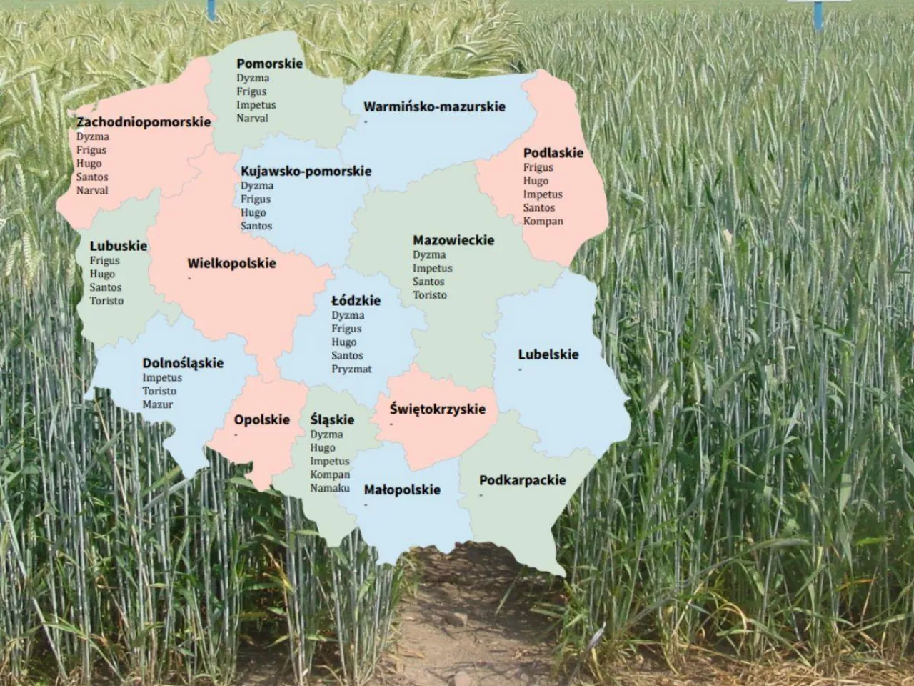 Pszenżyto jare: lista odmian zalecanych na 2025 rok