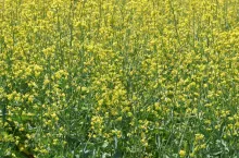 Rzepak jary: lista odmian zalecanych na 2025 rok