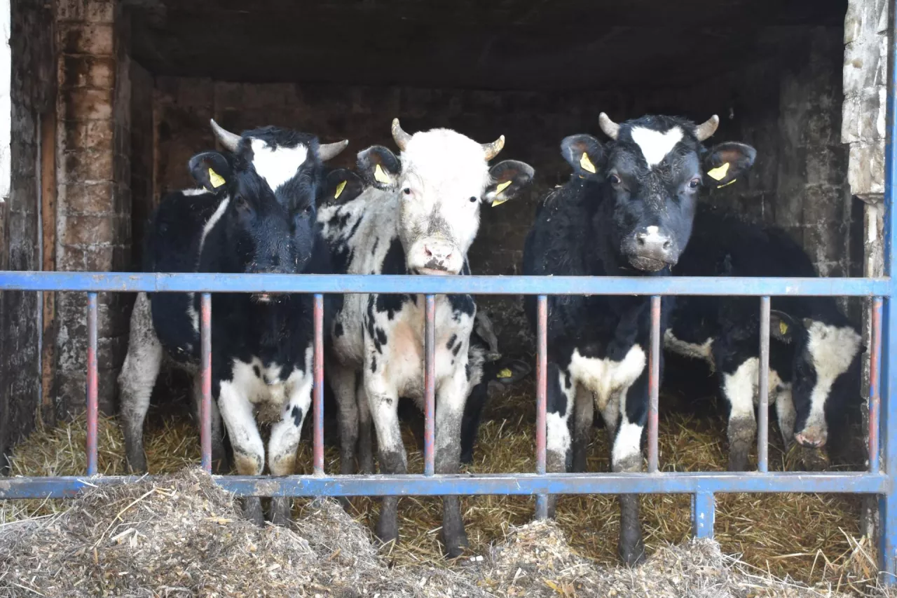 Rolnicy z Podlasia domagają się wprowadzenia dopłat do zakupu czystorasowych buhajów ras mlecznych. Jaki jest powód?