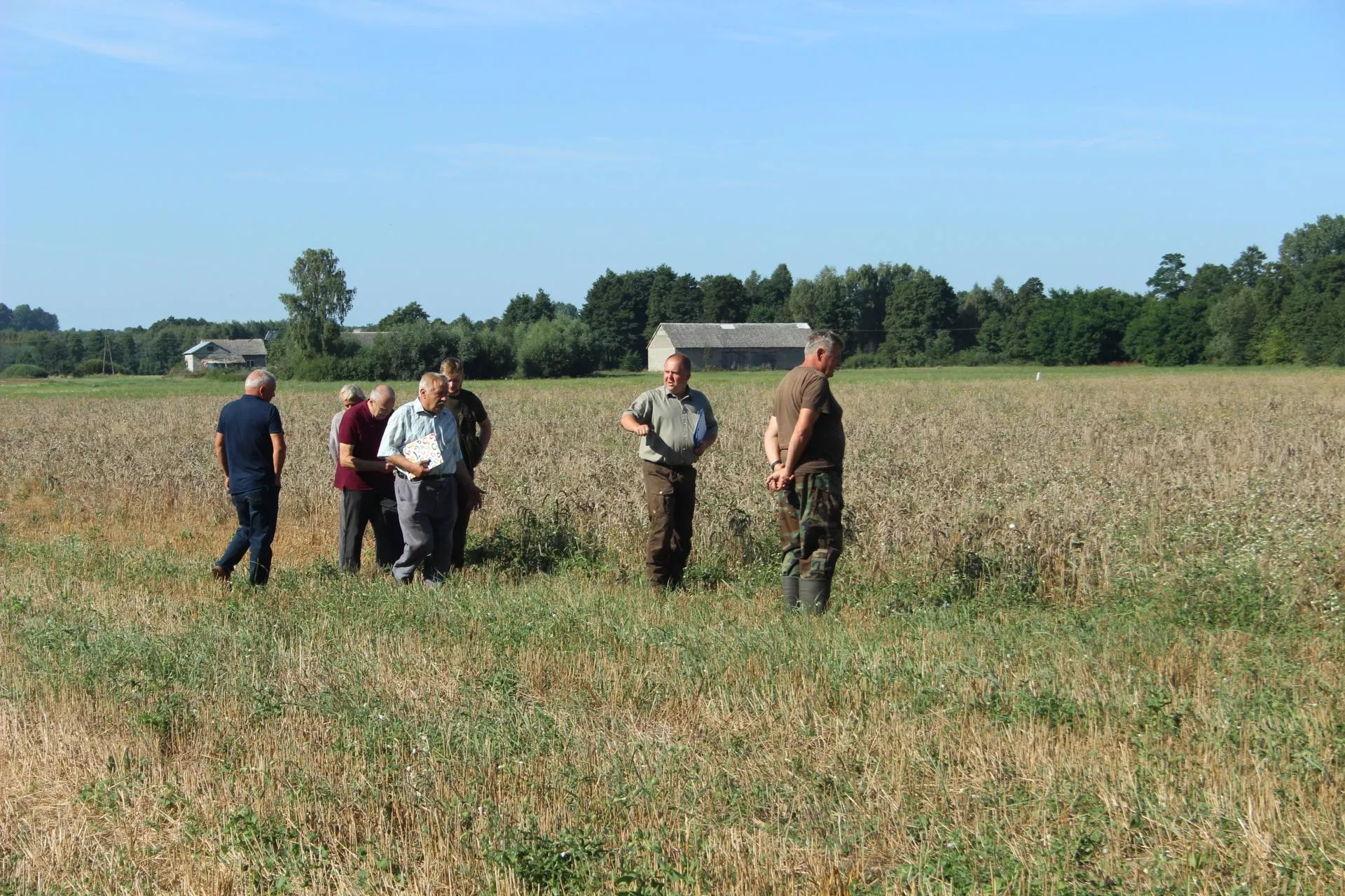 Zwierzęta zniszczyły pszenicę, myśliwi pozwali rolnika. Jaki wyrok sądu?