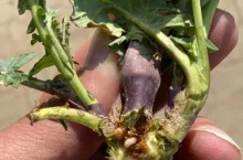 Nowy chowacz zagraża rzepakom. Jak go rozpoznać?