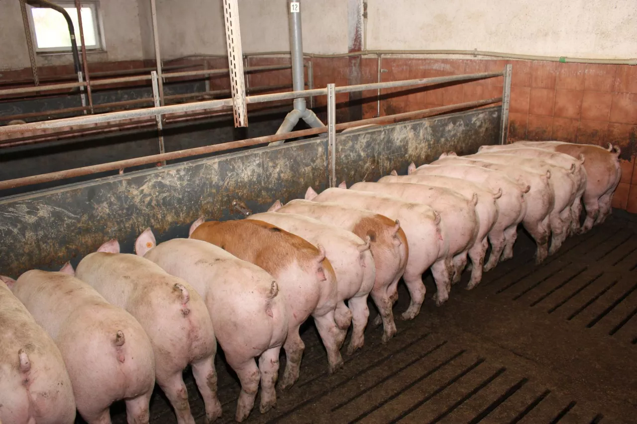 Jakie są ceny tuczników w Polsce?