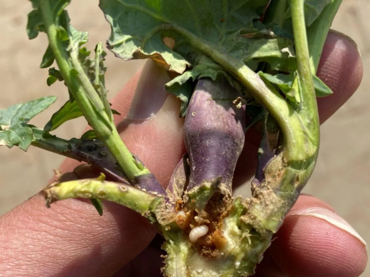 Nowy chowacz zagraża rzepakom. Jak go rozpoznać?