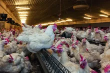 Do wypadku doszło na fermie drobiu