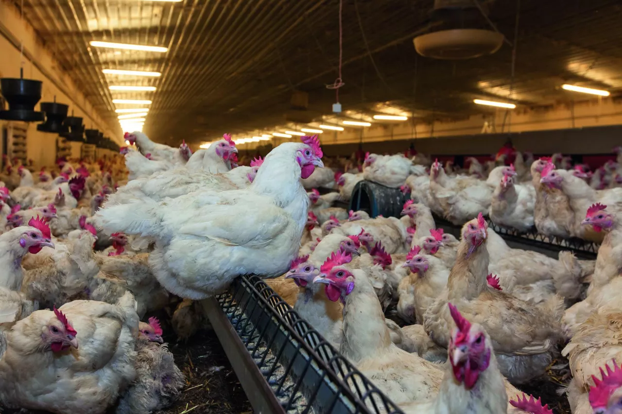 Do wypadku doszło na fermie drobiu