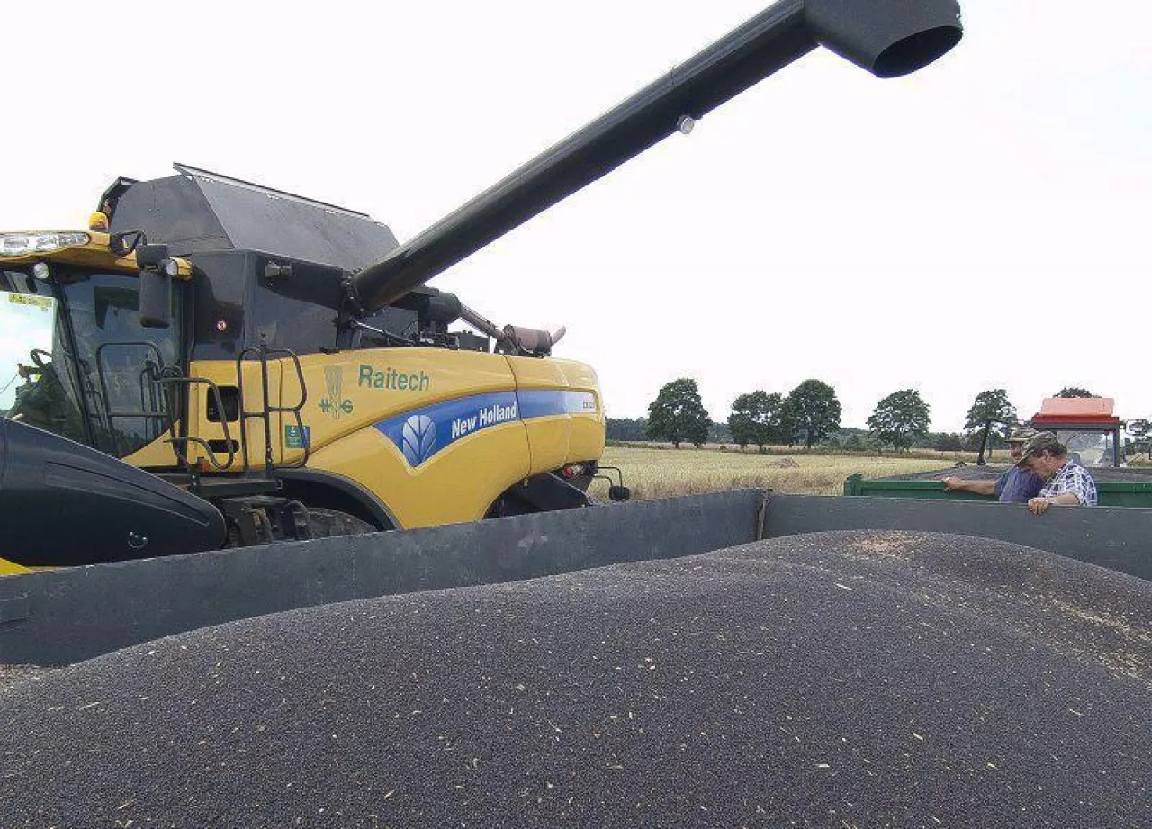 2024 był dla rzepaku rekordowy. Ale teraz czeka nas duży spadek