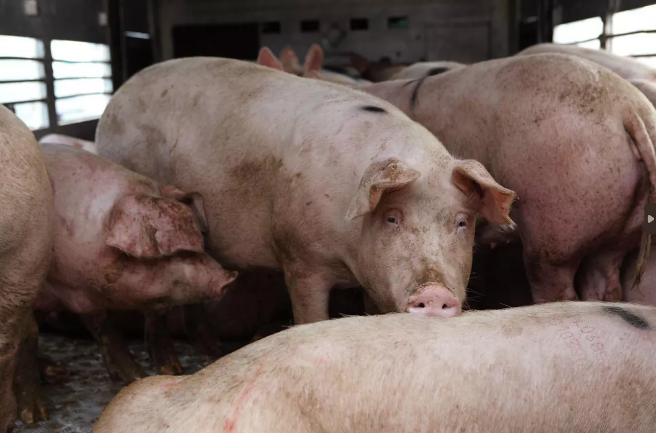 Pogłowie świń w Polsce maleje w zastraszającym tempie. Hodowcy trzody chlewnej mierzą się nie tylko z ASF-em, ale również niekorzystnymi dla nich działaniami niektórych zakładów mięsnych. Teraz mają ważny apel do przetwórców mięsa. Czy będzie skuteczny?