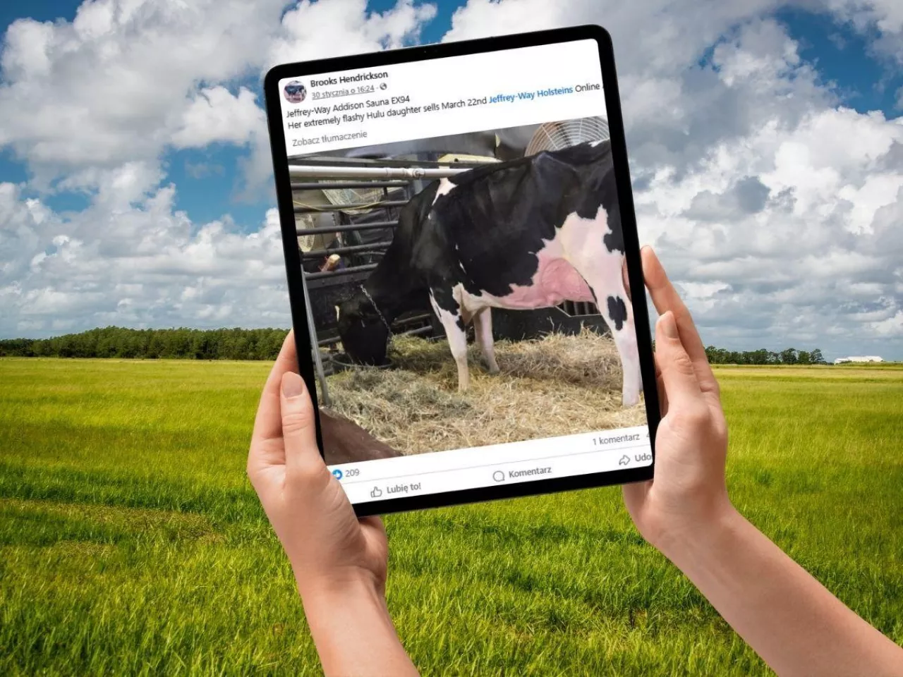 Skandal na prestiżowej wystawie. Krowa championka zdyskwalifikowana