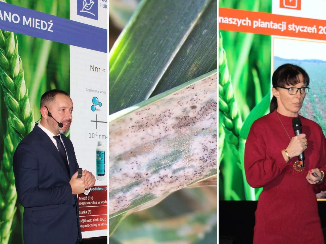 Ochrona zbóż: trzeba robić dodatkowy zabieg jesienią