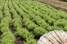 Dopłaty ekologiczne na nowych zasadach. ”Zmiany krzywdzące dla rolników”