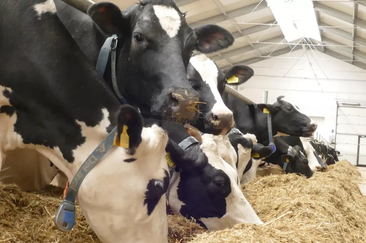 ”Polska napędzi wzrost produkcji mleka w UE”. Jakie będą ceny mleka do 2035? [PROGNOZA]