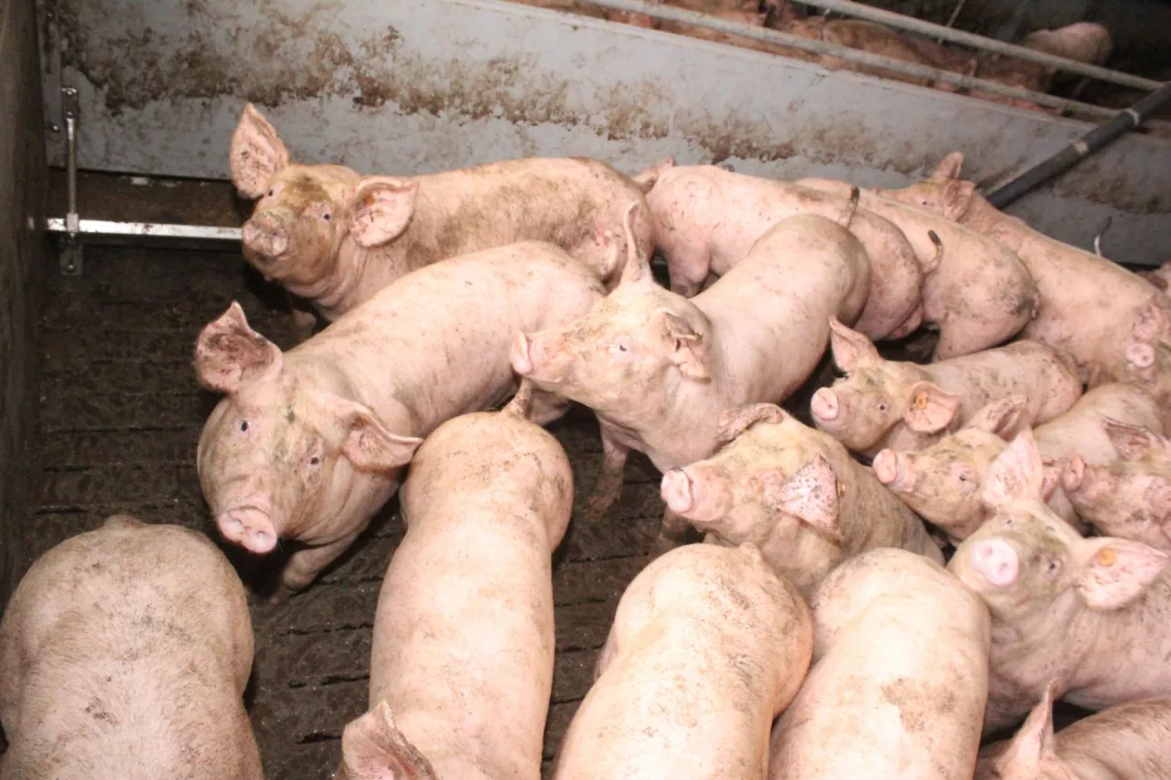 Dobrostan zwierząt: więcej producentów świń dostanie pieniądze