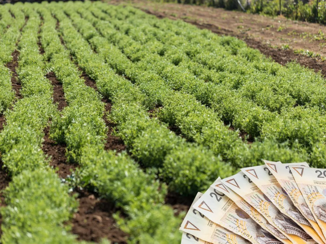 Dopłaty ekologiczne na nowych zasadach. ”Zmiany krzywdzące dla rolników”