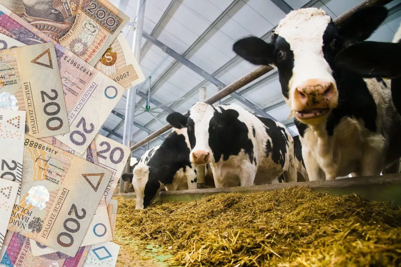 Ceny mleka niższe o ponad 11%. Gdzie skupy płacą najwięcej?